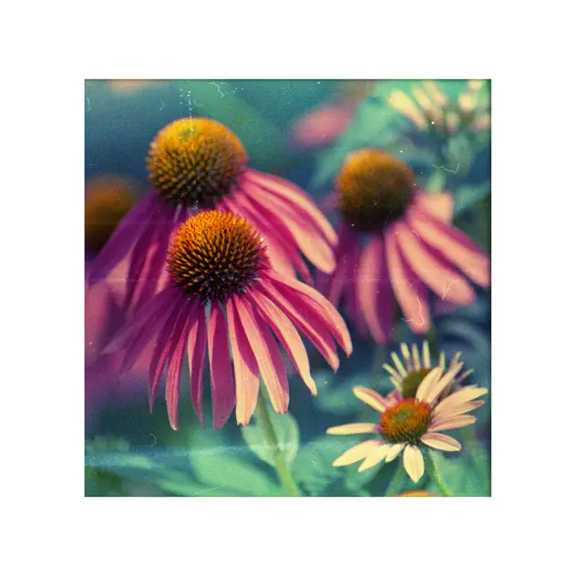 Young Oceans – Love Like Raindrops Made of Light (2025)